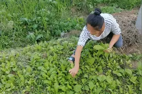 成都姑娘远嫁凉山彝族地区，常年和老公待在农村，看她过得怎么样视频封面