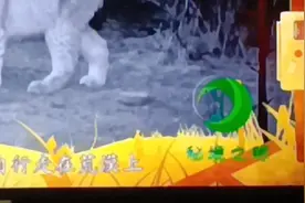 国家二级保护动物《猞猁》视频封面