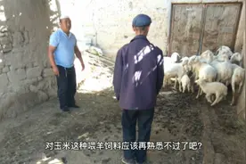玉米粒和玉米面喂羊哪个好？困扰养殖户多年的问题，答案在这里视频封面