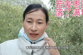 新疆若羌，昨夜刮了一夜沙尘暴，枣园落了一地枣，影响大吗视频封面