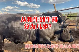 国内和牛99.9.%靠进口，人人都能吃的起的和牛就在这里，期待哦！视频封面