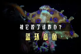 被剧毒蓝环章鱼咬一口，会不会一命呜呼？视频封面