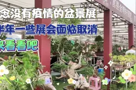 成功举办的临沂盆景展一睹为快，因为疫情防控，一些展会面临取消视频封面