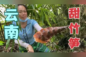 只生长在云南的竹笋 甜龙竹笋俗称甜笋 比野生菌还要美味！视频封面