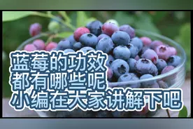 蓝莓的功效与作用，小伙伴们了解多少呢，哪些人群不宜吃蓝莓呢！视频封面
