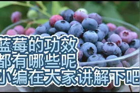 蓝莓的功效与作用，小伙伴们了解多少呢，哪些人群不宜吃蓝莓呢！视频封面