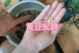 养君子兰好肥料黄豆，怎么发酵不臭，今天细讲讲视频封面