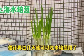 上海疫情下，如何用矿泉水瓶水培葱？简单易学、太实用了视频封面