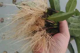 生根剂不用买，老花匠教我自制生根水，生根快又多，方法简单省钱视频封面