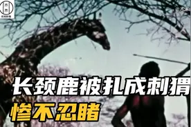 土著人用标枪狩猎长颈鹿，长颈鹿直接被扎成了刺猬，真是太残忍了
