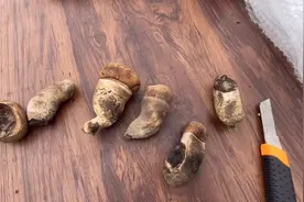 新疆和云南的粉友寄来野生牛肝菌和灵芝，灵芝王赶紧做成种，上集视频封面