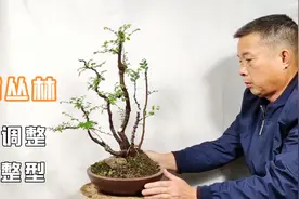 榆树丛林盆景布局调整修剪整型的简单方法视频封面