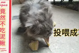 小区偶遇流浪猫女儿心疼猫咪，把她养的小泥鳅投喂猫咪竟然不吃视频封面