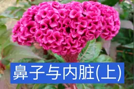 苗大夫——鼻子与内脏以及肝藏血，脾是如何统血。脾与经期的关系视频封面