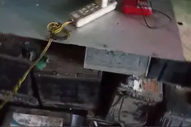 3个月小八哥教说话。视频封面