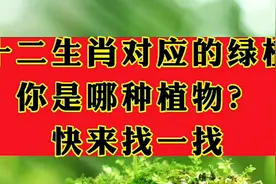 十二生肖对应绿植视频封面