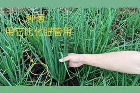 种植小葱的妙招，只需用厨房的草木灰，小葱长得大丛还防虫害视频封面