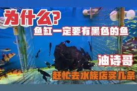 为什么鱼缸一定要有黑色的鱼？油诗哥决定买6条回去放在鱼缸里了视频封面