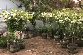 木绣球、绣球荚蒾、看一下中华木绣球和绣球荚蒾有什么区别？视频封面