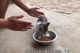 失踪一个月的小猫竟然回家了，趴在盆里大口吃着猫粮，太心疼了视频封面