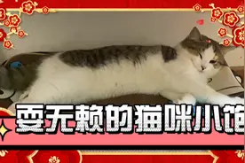 小猫咪居然耍起无赖来了，怎么办？抓回来揍一顿？视频封面