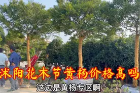 黄杨被誉为家庭最好的风水树，江苏花木节上可真多，看看价格贵吗视频封面