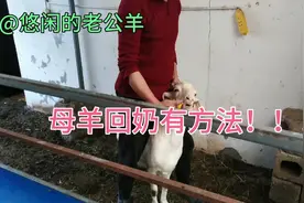 羔羊断奶后怎么样正确给母羊回奶？两种东西用好了事半功倍！视频封面