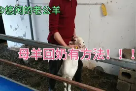 羔羊断奶后怎么样正确给母羊回奶？两种东西用好了事半功倍！视频封面