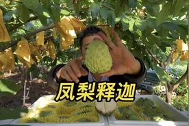 号称十大稀有水果之一，广西凤梨释迦，冰淇淋的口感甜蜜蜜！视频封面