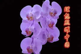 2021建党百年献礼《理想照耀中国》主题曲《理想》群星合唱视频封面