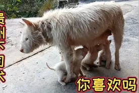 贵州下司犬，上山打猎的首选，朋友们大家看看，你喜欢吗视频封面