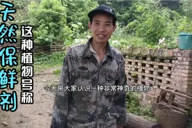 农村路旁的植物号称是天然保鲜剂，你们认识这种草吗视频封面