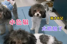 是不是所有的公泰迪都很色啊，我该怎么纠正他这让人尴尬的行为啊视频封面