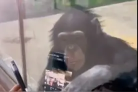 世界母猩猩图鉴的诱惑视频封面
