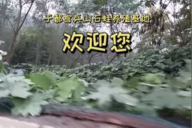 于都官兵山石蛙养殖基地视频封面