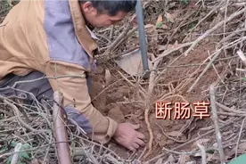 “断肠草”含有剧毒，但对牲畜有着很好的药用价值，来认识一下吧视频封面