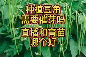 种植豆角种子要不要催芽？直接种植好还是育苗移栽好？先学一学视频封面