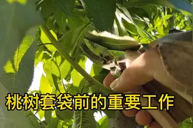 桃子套袋前有哪些重要工作，大家又做了哪几项视频封面