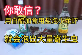 据说：用白醋加食用盐泡小龙虾就能泡出来大量寄生虫！帅小伙实测视频封面