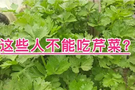 芹菜虽好，但不是所有人都适合吃，一起来看看哪些人不适合吃芹菜视频封面