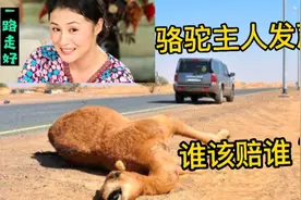 于月仙车祸，骆驼主人发声，骆驼怀崽了，谁该赔谁？视频封面