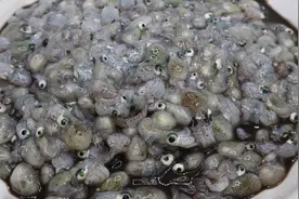 胶东大厨分享“墨鱼豆蒸鸡蛋羹”的做法，详细易学美味，果断收藏视频封面