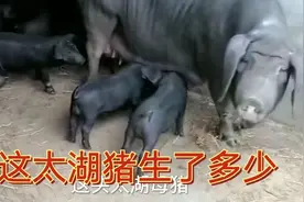 看看这头太湖母猪一胎产了多少小猪仔，不愧是高产之王 啊！视频封面