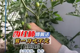 西红柿这样修剪，让你吃不完视频封面