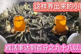 华姐家的小鹅十天了#预防一针痛风药#这样养出来的成活率特别高视频封面