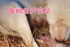 前两天打架的杜高母狗生产了，生产过程太艰难了，全程5个小时。视频封面