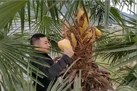 棕包米真能吃吗，今天亲自试试，不试不知道，一试吓一跳视频封面