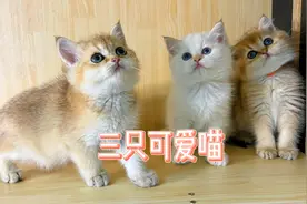 曾经猫界的天花板金渐层，如今2000元你会心动吗？视频封面