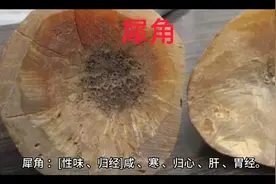 每天学一味中药：犀角。属清热凉血药。视频封面