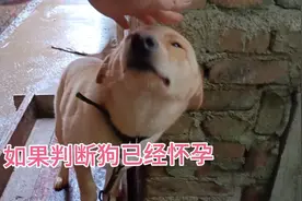 如何判断狗已经怀孕？希望可以帮到更多爱狗人，解决更多养狗问题视频封面
